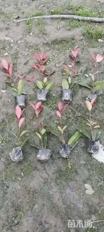 0.3公分红叶石楠