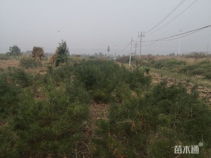 高度150厘米白皮松