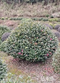 冠幅180厘米茶梅球