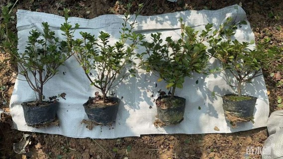 高度25厘米夏鹃