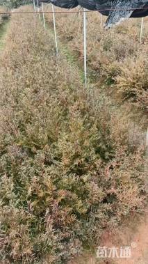 高度25厘米红豆杉小苗