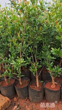 高度40厘米石榴