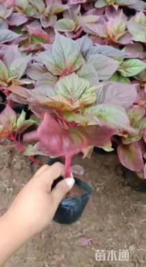 高度20厘米一串红