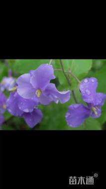 高度10厘米二月兰