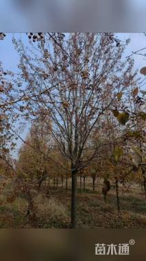 22公分彩叶豆梨