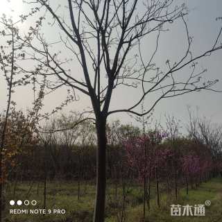 15公分栾树