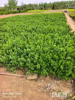 高度40厘米卫矛小苗