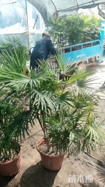 裸干高70厘米金山棕