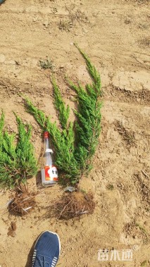 高度50厘米小龙柏