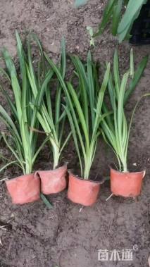 高度30厘米百子莲