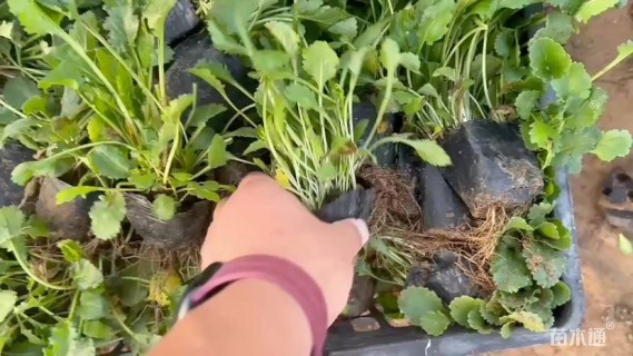 高度15厘米大滨菊