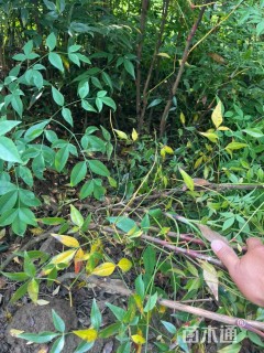 高度40厘米南天竹