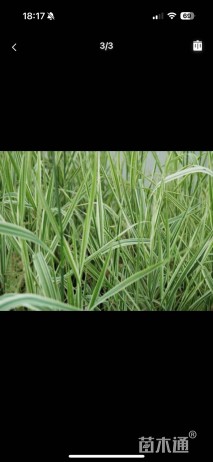 高度15厘米玉带草