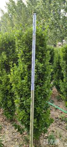 高度230厘米北海道黄杨