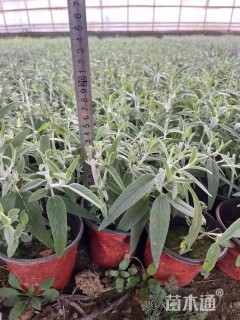 高度20厘米墨西哥鼠尾草