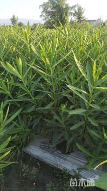 高度120厘米夹竹桃