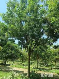 8公分国槐
