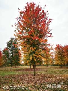 13公分美国红枫