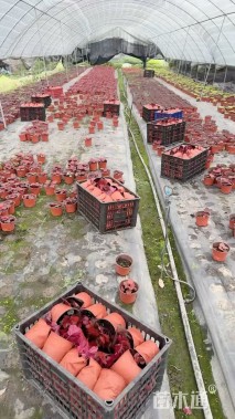 高度30厘米矾根