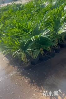 裸干高40厘米蒲葵