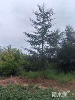 15公分北美红杉