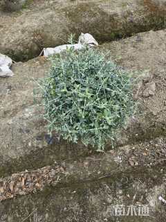 高度50厘米水果兰球