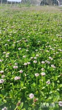 高度1厘米姬岩垂草