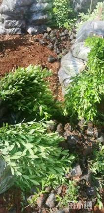 高度25厘米毛鹃