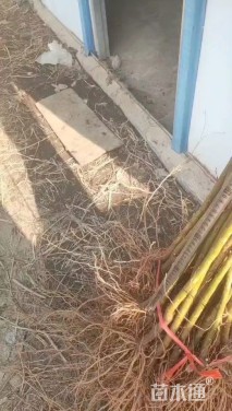 高度100厘米石榴小苗