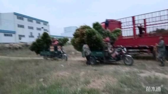 冠幅100厘米红叶石楠球