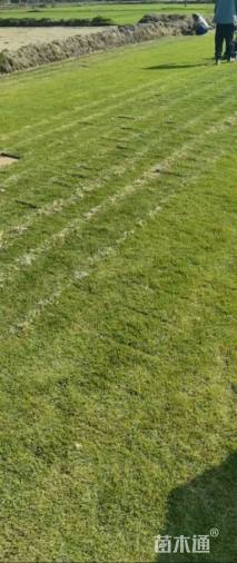 草块状草皮