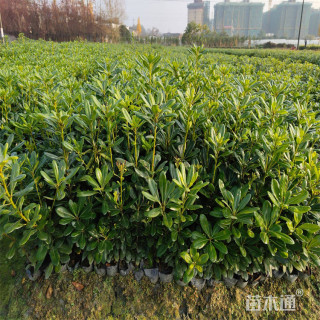 高度100厘米海桐小苗