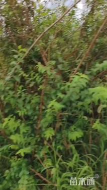 高度100厘米金银木