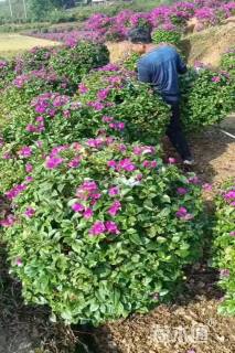 冠幅60厘米三角梅球