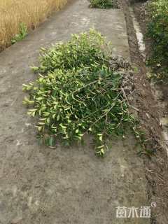 0.5公分红叶石楠