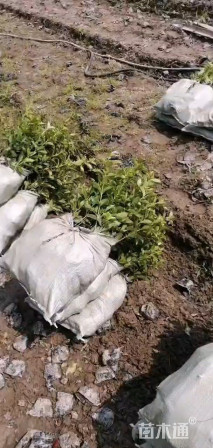 高度30厘米地中海荚迷