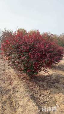 移栽苗火焰卫矛球