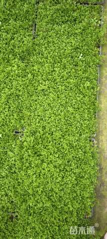 高度5厘米翠云草