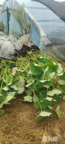 高度80厘米荷花