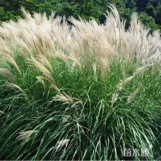 高度60厘米狼尾草