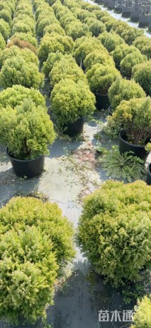 高度20厘米球柏