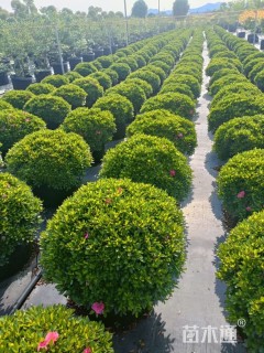 2公分造型川滇小蜡