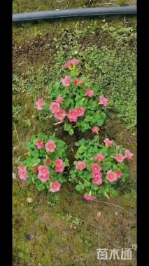 高度10厘米红花酢浆草