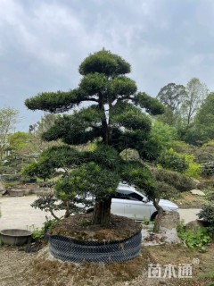 容器苗造型罗汉松