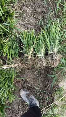 高度25厘米阔叶麦冬