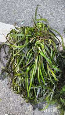 高度20厘米苦草