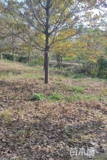 20公分美国红枫