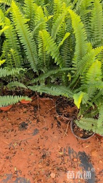 高度30厘米肾蕨