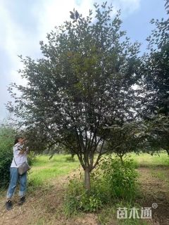 高度400厘米红衣主教海棠