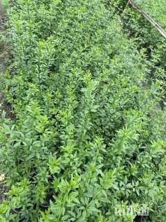 高度80厘米迎春花